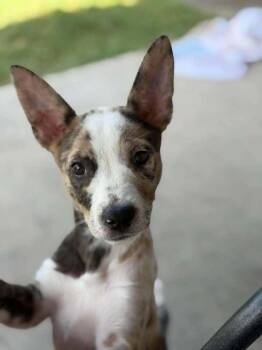 Pearl -  Terrier and Mixed Breed Dog for Adoption in Saugus, Massachusetts - Pearl | PetCurious