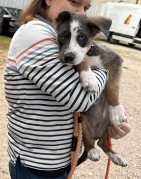 Border Collie and Husky Dogs Available for Adoption - Vash | PetCurious