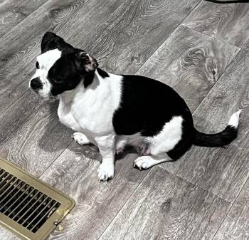 Boston Terrier Dogs Available for Adoption in Grafton, Wisconsin - Momma Patches | PetCurious
