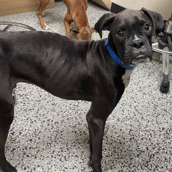 Starke -  Boxer Dog for Adoption in Lakeland, Florida - Starke | PetCurious