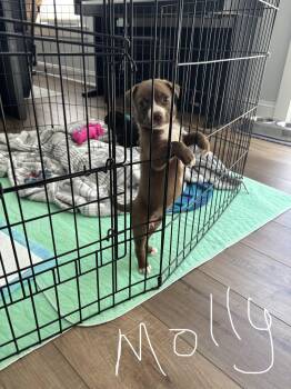 Molly -  Labrador Retriever Dog for Adoption in Berlin, New Jersey - Molly | PetCurious