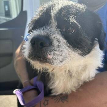 Terrier Dogs Available for Adoption - Tobias-Chino Hills | PetCurious