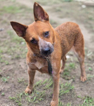 Rescue Australian Cattle Dog Blue Heeler Dogs for Adoption in Brookshire, Texas - Nisi | PetCurious