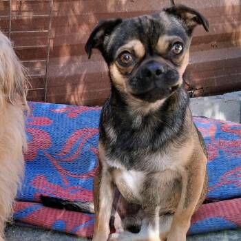 Pug and Mixed Breed Dogs Available for Adoption - Denny Bonded To Mac | PetCurious