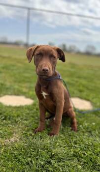 Labrador Retriever Dogs Available for Adoption in Hopkinsville, Kentucky - Bubby/Buddy | PetCurious