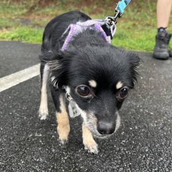 Misha -  Yorkshire Terrier Dog for Adoption in Fairfax Station, Virginia - Misha | PetCurious