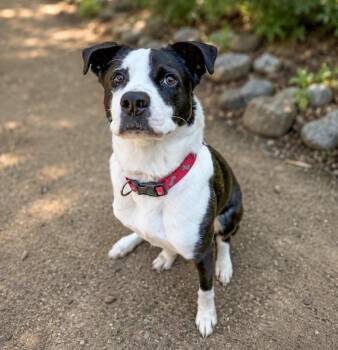 Akin -  Mixed Breed Dog for Adoption in Lindenhurst, New York - Akin | PetCurious