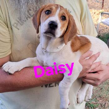 Daisy May -  Hound Dog for Adoption in Albany, New York - Daisy May | PetCurious