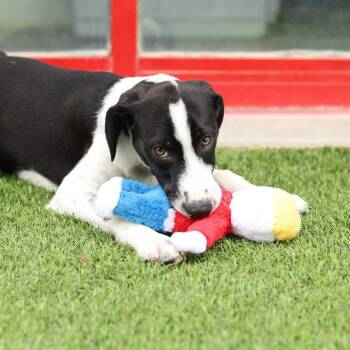 Hound and Labrador Retriever Dogs Available for Adoption - Harvey | PetCurious