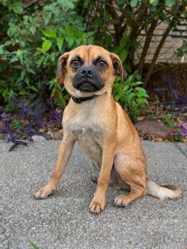Ferguson -  Pug and Beagle Dog for Adoption in Helotes, Texas - Ferguson | PetCurious