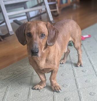 Dachshund Dogs Available for Adoption - Claude | PetCurious