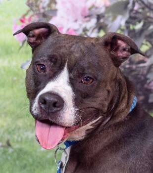 Pit Bull Terrier Dogs Available for Adoption - Rosie (ID 33497/661) | PetCurious