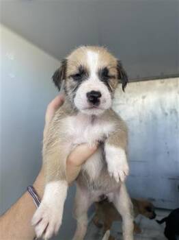 Rescue Pit Bull Terrier Dogs for Adoption in Houston, Texas - A645094 | PetCurious