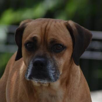 Foxlin -  Puggle Dog for Adoption in Auburn, Nebraska - Foxlin | PetCurious