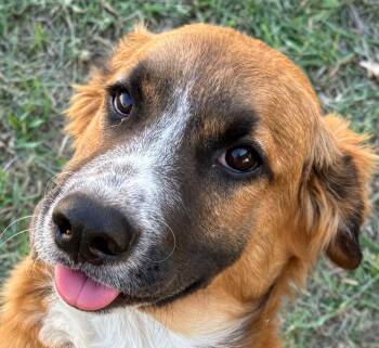 Daphne -  Golden Retriever and Australian Shepherd Dog for Adoption in Dallas, Texas - Daphne | PetCurious