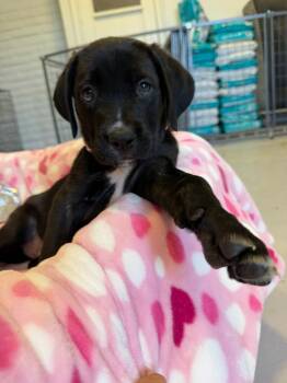 Cane Corso Dogs Available for Adoption in Glendale, Arizona - Pearl | PetCurious