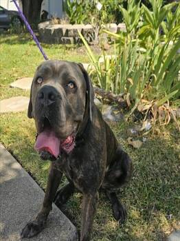 BLUTO -  Mastiff and Mixed Breed Dog for Adoption in Rowlett, Texas - BLUTO | PetCurious