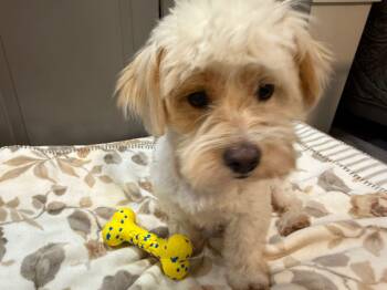 Rescue Mixed Breed Dogs for Adoption in Markham, Ontario - Luca | PetCurious