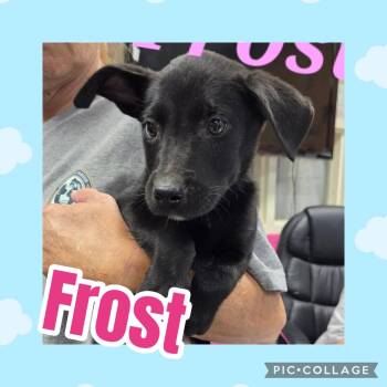 Frost -  Labrador Retriever Dog for Adoption in Ringwood, New Jersey - Frost | PetCurious