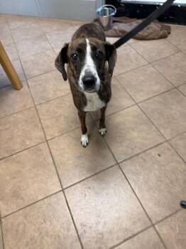 Mixed Breed Dogs Available for Adoption in Marion, Ohio - Demi | PetCurious