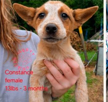 Constance -  Australian Cattle Dog Blue Heeler Dog for Adoption in Lakewood Ranch, Florida - Constance | PetCurious