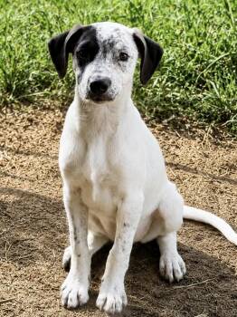 Willow -  German Shorthaired Pointer Dog for Adoption in Monticello, Minnesota - Willow | PetCurious