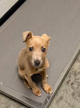 Timmy -  Pit Bull Terrier Dog Available for Adoption in Henderson, North Carolina - Timmy | PetCurious