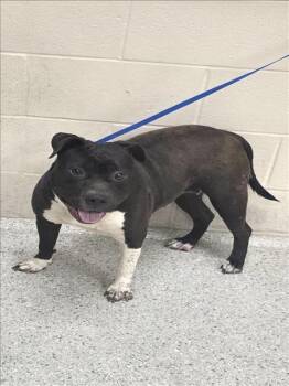 Pit Bull Terrier and Mixed Breed Dogs Available for Adoption in Conroe, Texas - A427085 | PetCurious