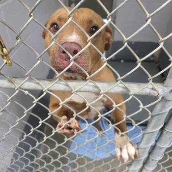 Freedom -  Pit Bull Terrier Dog for Adoption in Columbus, North Carolina - Freedom | PetCurious