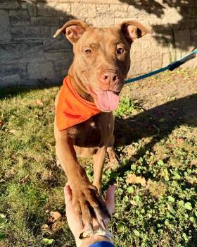 Cider -  Labrador Retriever and German Shepherd Dog Dog for Adoption in Buffalo, New York - Cider | PetCurious