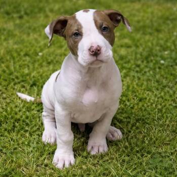 Mixed Breed Dogs Available for Adoption - PICKLES | PetCurious