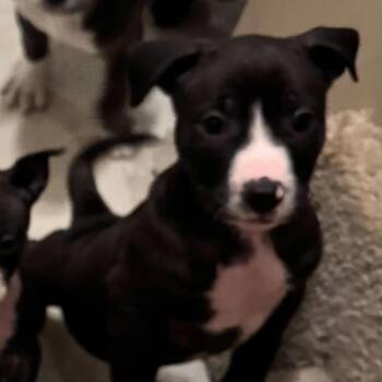 Knockout -  Pit Bull Terrier and Mixed Breed Dog for Adoption in Olathe, Kansas - Knockout | PetCurious