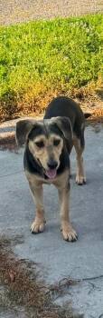 Union City 3 -  German Shepherd Dog Dog for Adoption in Winchester, Indiana - Union City 3 | PetCurious