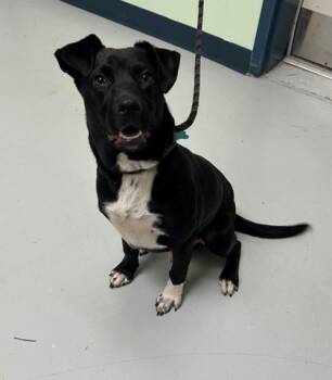 Rescue Labrador Retriever and Mixed Breed Dogs for Adoption in Savannah, Georgia - Cross | PetCurious
