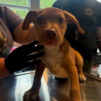 Mixed Breed Dogs Available for Adoption in Huntington, West Virginia - Mina | PetCurious