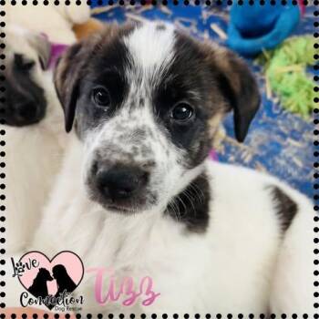 Shepherd Dogs Available for Adoption in Gilbert, Arizona - Tizz | PetCurious