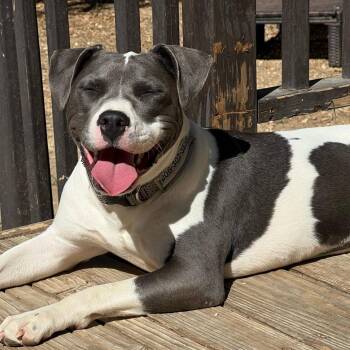 Charlotte -  Mixed Breed Dog for Adoption in San Francisco, California - Charlotte | PetCurious