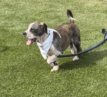 Bubba -  Boxer and Pit Bull Terrier Dog for Adoption in Dunmore, Pennsylvania - Bubba | PetCurious