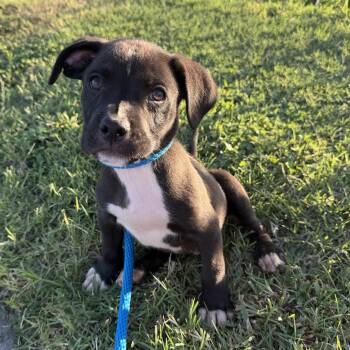 Orzo -  American Staffordshire Terrier Dog for Adoption in Harlingen, Texas - Orzo | PetCurious