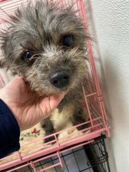 Milo -  Schnauzer Dog for Adoption in Fort Worth, Texas - Milo | PetCurious