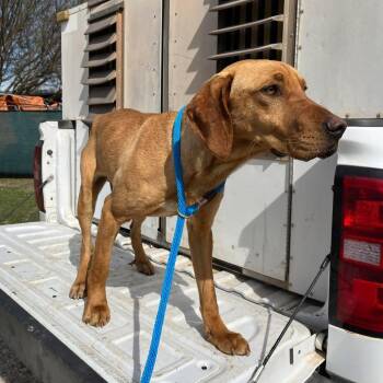 Mixed Breed Dogs Available for Adoption - Walton | PetCurious