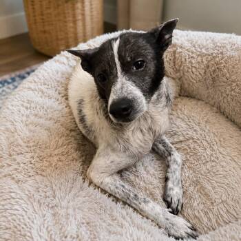 Spot - Courtesy Post -  Terrier Dog for Adoption in Gulfport, Mississippi - Spot - Courtesy Post | PetCurious