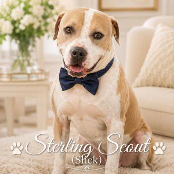 Scout Sterling (Slick) -  American Staffordshire Terrier and Labrador Retriever Dog for Adoption in Farmington, Missouri - Scout Sterling (Slick) | PetCurious