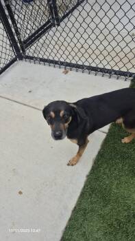 Rescue Miniature Pinscher Dogs for Adoption in Richmond, Kentucky - Rudy | PetCurious