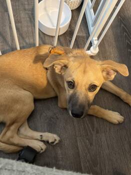 Loki Trick -  Mixed Breed Dog for Adoption in Waunakee, Wisconsin - Loki Trick | PetCurious