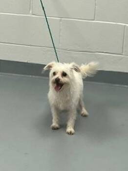 BONES -  Terrier and Mixed Breed Dog for Adoption in St. Cloud, Florida - BONES | PetCurious