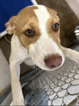 American Staffordshire Terrier Dogs Available for Adoption in Tom Bean, Texas - Miracle (ID# A2025117) | PetCurious