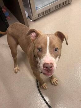 ROCKO -  Pit Bull Terrier Dog for Adoption in Baytown, Texas - ROCKO | PetCurious