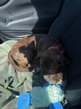 Tank -  Labrador Retriever Dog for Adoption in Denver, Colorado - Tank | PetCurious