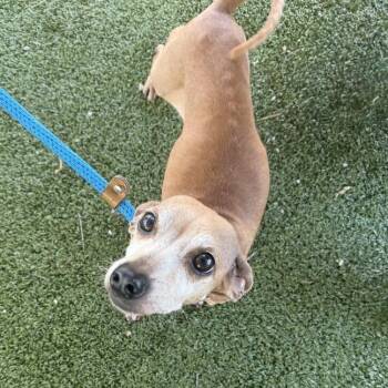 Dachshund and Chihuahua Dogs Available for Adoption - Daisy | PetCurious